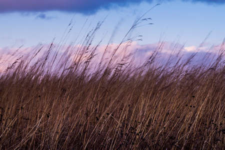 Wild grasses blowing in the wind.の写真素材