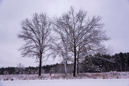 Group of trees with a cross country skier in the Uinversity of Wisconsin Arboretum.の写真素材