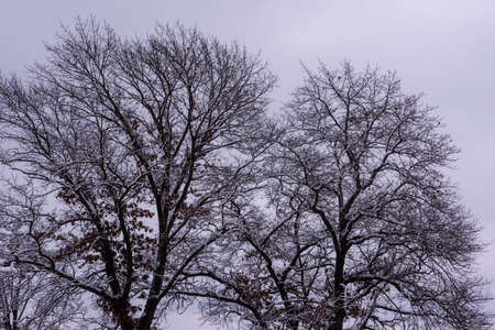 Snow covered trees in the University of Wisconsin Arboretum.の写真素材