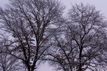 Snow covered trees in the University of Wisconsin Arboretum.の写真素材