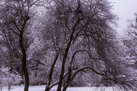 Snow covered trees in the University of Wisconsin Arboretum.の写真素材