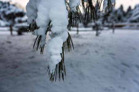 Snow covered pine tree branch in the University of Wisconsin Arboretum.の写真素材