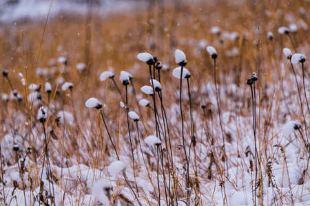 Prairie plants of the Pleasant Valley Conservancy in Southern Wisconsin.の写真素材