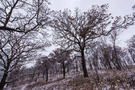 The trees and hills of the Pleasant Valley Conservancy in Southern Wisconsin.の写真素材