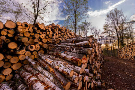 Log piles at a northern Wisconsin logging operation.の写真素材