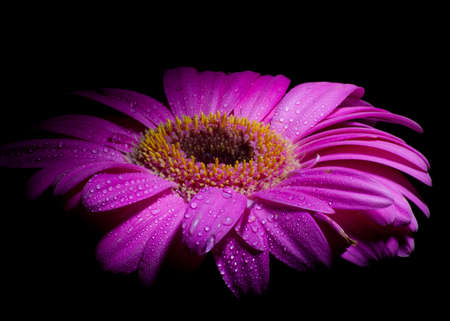 vibrant purple gerber daisy with water dropletsの写真素材