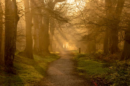 morning walkの写真素材