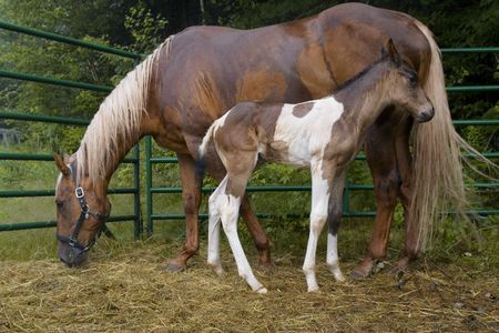 A colt takes comfort from its mareの写真素材