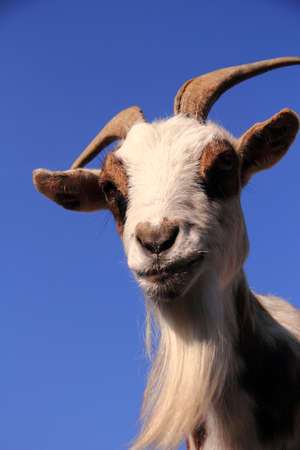 goat with blue sky backgroundの写真素材