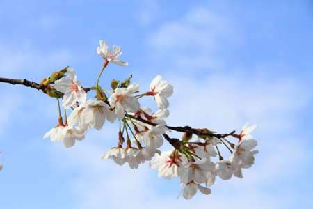 white cherry blossom on blue sky background
