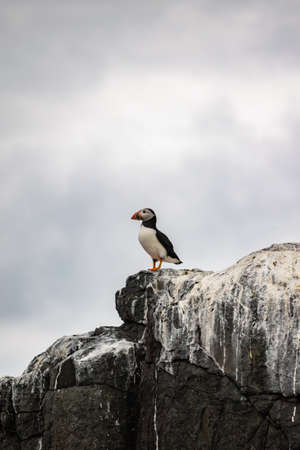 Puffin similar to penguin looking for foodの写真素材