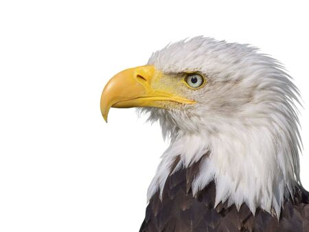 A Bald Eagle on a white backgroundの写真素材