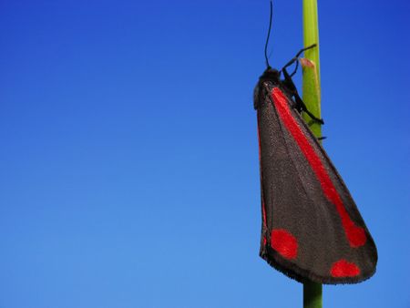 A Cinnabar Moth isolated on a blue skyの写真素材