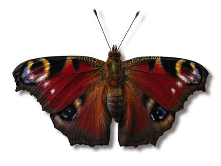 A European peacock isolated on a white backgroundの写真素材