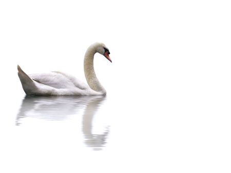 A swan isolated on a white backgroundの写真素材