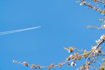 A plane crosses a deep blue sky, leaving contrails behind, while blooming branches of a spring tree frame the lower right of the image.の写真素材