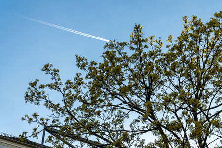 A jet streaks across a clear blue sky, leaving behind a sharp contrast, while budding tree branches in the foreground hint at the arrival of spring.の写真素材