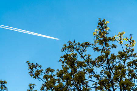A high-altitude jet leaves a bright contrast across a soft blue sky, while spring trees with delicate young leaves rise into the lower frame.の写真素材