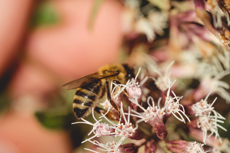 Macro, bee sitting on flowerの写真素材