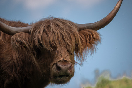 Ox looking at the camera
