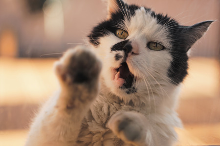 Cat meowing and attackingの写真素材
