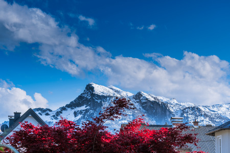 Snowy mountain over a bright red treeの写真素材