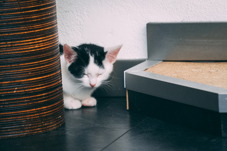 Little kitten falling asleep on the floorの写真素材