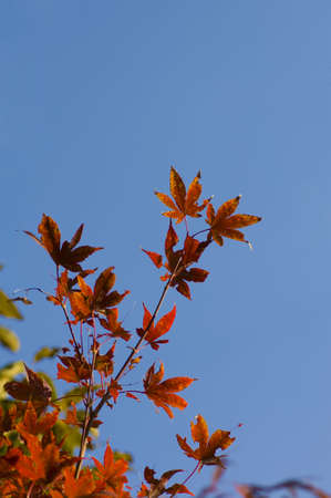 Image of red maple leaves in the fall against blue skyの写真素材