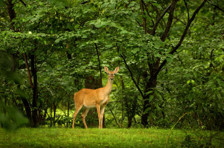 An image of a yound deer against a vibrant green backgroundの写真素材