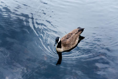 An image of a Canadian Goose swimming in a pondの写真素材