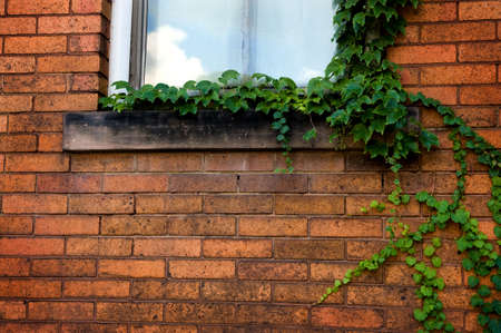 Green ivy climbing a brick wall with closed window.の写真素材