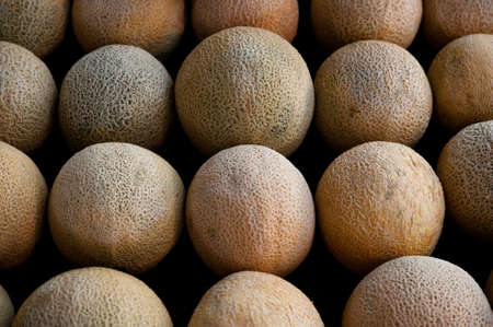 Image of several cantaloupesの写真素材