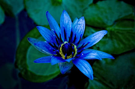 An image of a beautiful image of a purple/blue and yellow water lily with green leaves in backgroundの写真素材