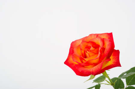 Close up image of a beautiful sunset rose with leavesの写真素材