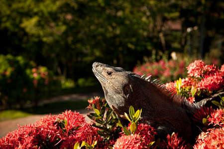 Image of a large Iguana on top of a flowered hedge in Costa Rica       の写真素材