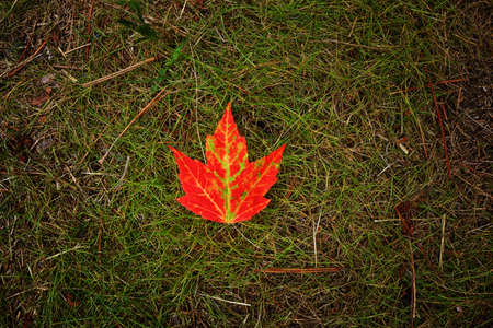 Image of a single bright red maple leaf on top of green grass.の写真素材