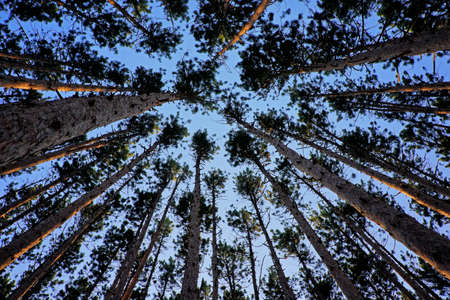 Image taken in a grove of pine trees looking up towards skyの写真素材