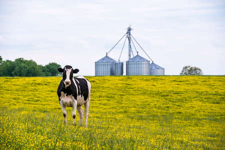 Image of a Cow in a field of yellow flowers looking at cameraの写真素材