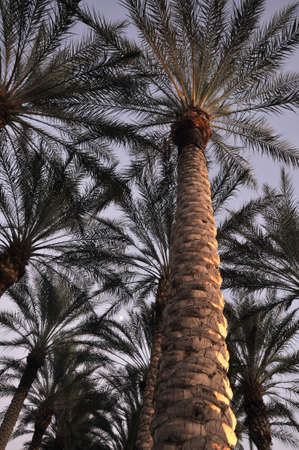 Looking up view of palm trees in early eveningの写真素材