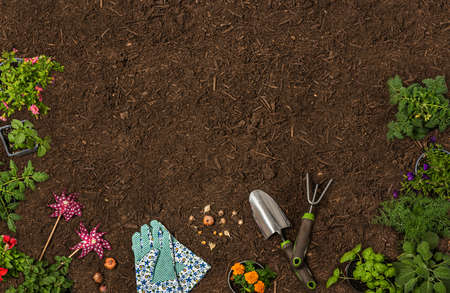 Overhead view looking down on soil with seedling plants, bulbs, seeds, spade, rake and glovesの写真素材