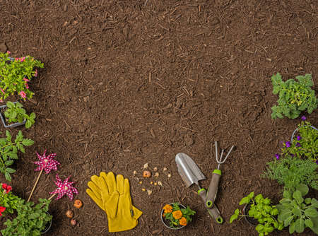 Overhead view looking down on soil with seedling plants, bulbs, seeds, spade, rake and glovesの写真素材