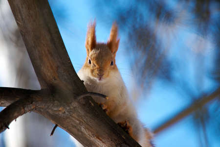 Squirrel sits on a branch of pine