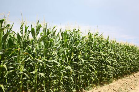 Corn stalks
