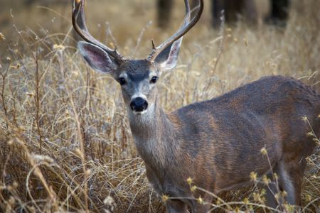 Deer in the forestの写真素材