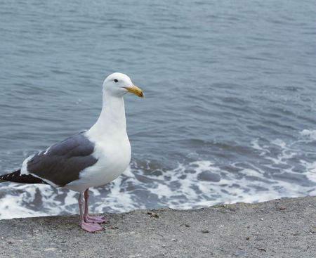 Sea gull by the seaの写真素材