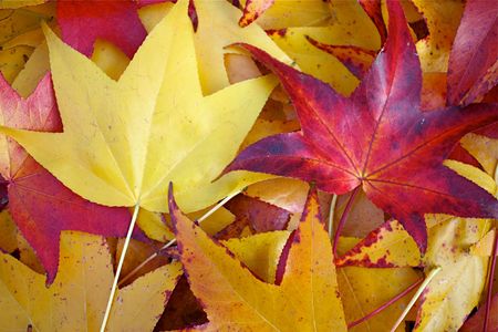 Yellow and red fallen leaves