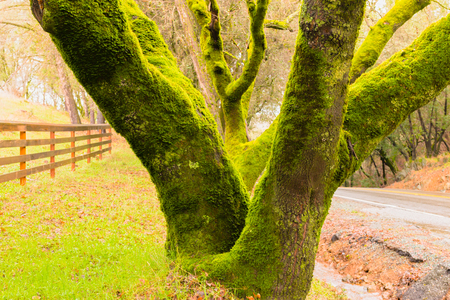 Green Moss Growing on Tree Large Tree Trunksの写真素材