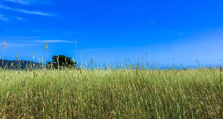 Tall Grass in a Largd Field With Blue Skyの写真素材