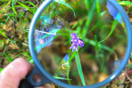 Hand Holding Large Magnifying Glass Over Small Purple Flower With Green Grass in the Backgroundの写真素材