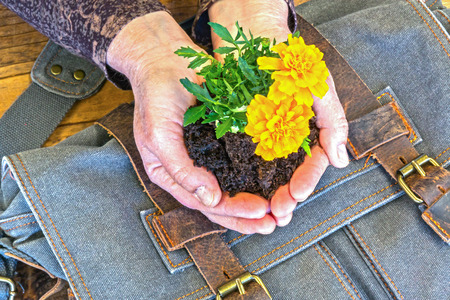 Hands Holding Marigolds in Dirt With Blue Satchel on Wooden Tableの写真素材